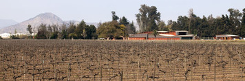 almaviva winery