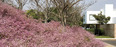 casa brasília isay weinfeld