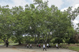 parque del este burle marx