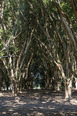 fazenda das palmeiras cva arquitetura