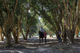 fazenda das palmeiras cva arquitetura