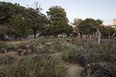 praça euclides da cunha burle marx