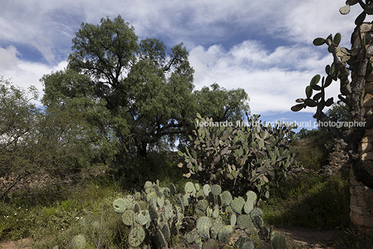 hacienda santa brigida 