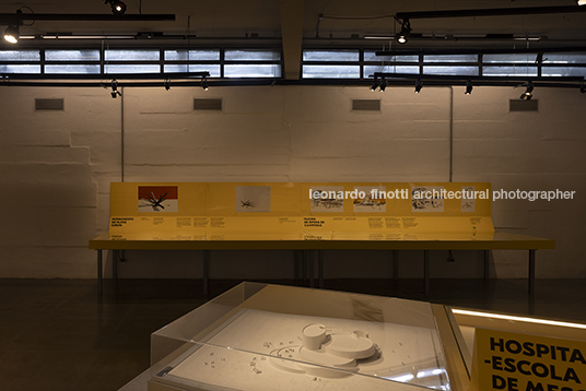 pétalas e estrelas 